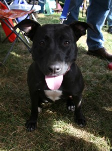 IMG_4365 Pearl- recent class graduate, and Canine Good Citizen!